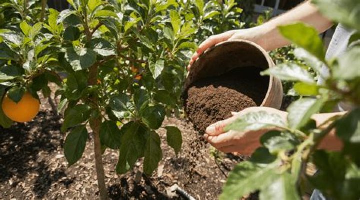 Is ground coffee good for citrus trees?