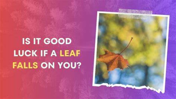 Is it good luck if a leaf falls on you?