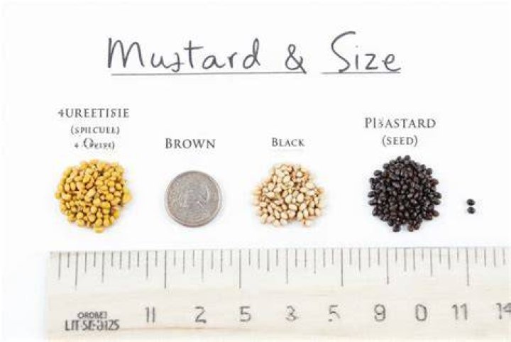 Is there a seed smaller than a mustard seed?