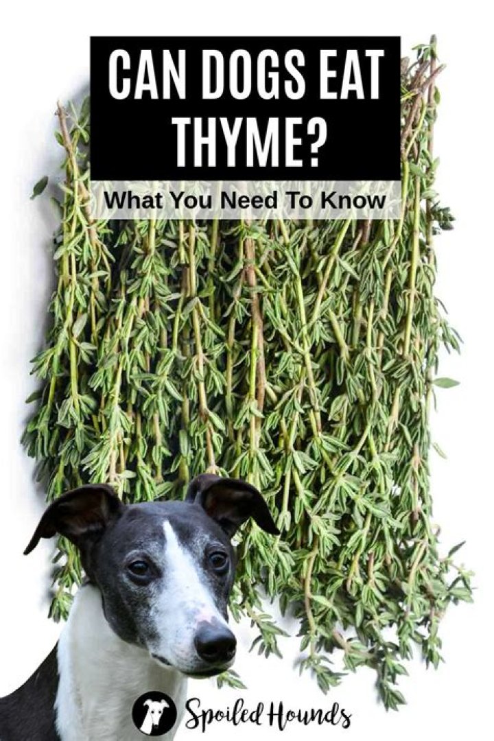 Is thyme bad for dogs?