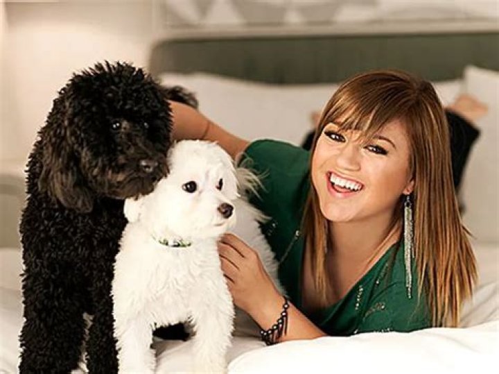 Kelly Clarkson Pets