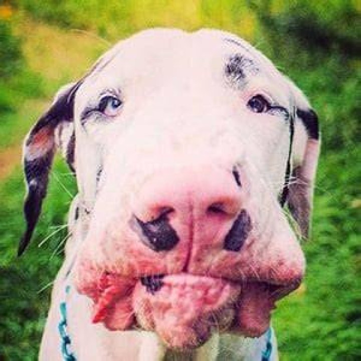 Kernel the Great Dane - Age, Family, Bio