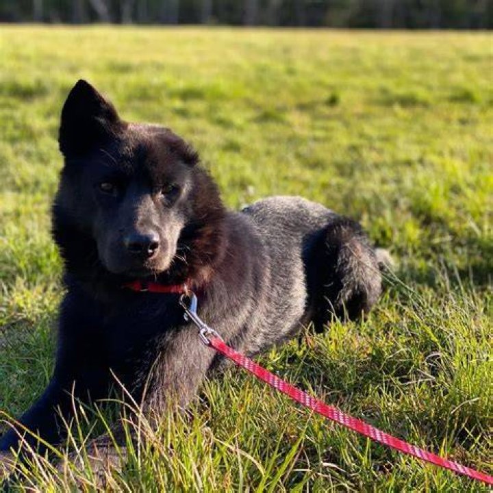 Margo Martindale Pets