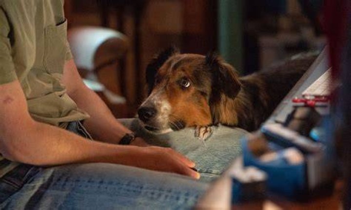 Rescued by Ruby: Does the dog die?