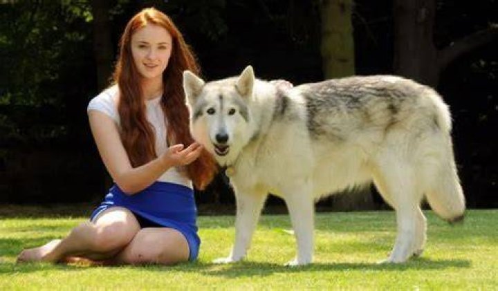 Sophie Turner Pets