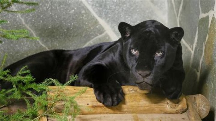 spbzoopark