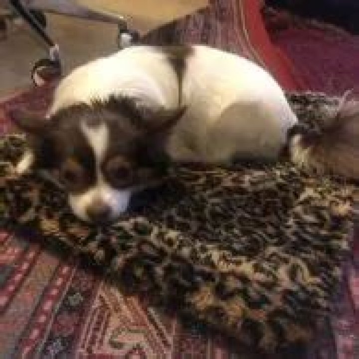 Trainwreckstv (Tyler Niknam) Pets
