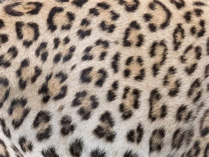 What are leopard rosettes?