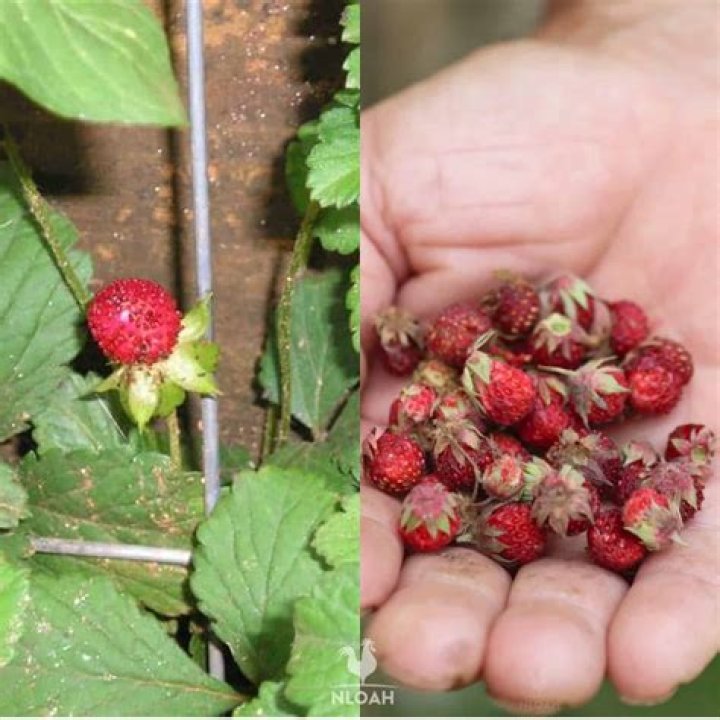 What are mock strawberries good for?