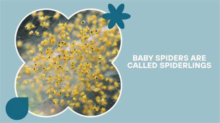 What are spider babies called?