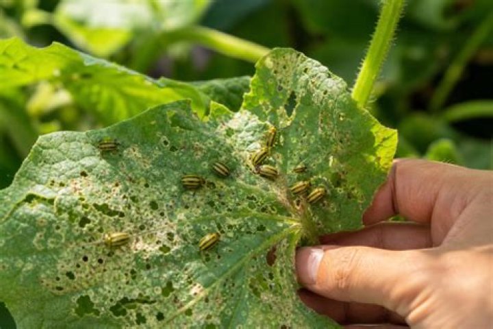 What bug eats cucumber leaves?