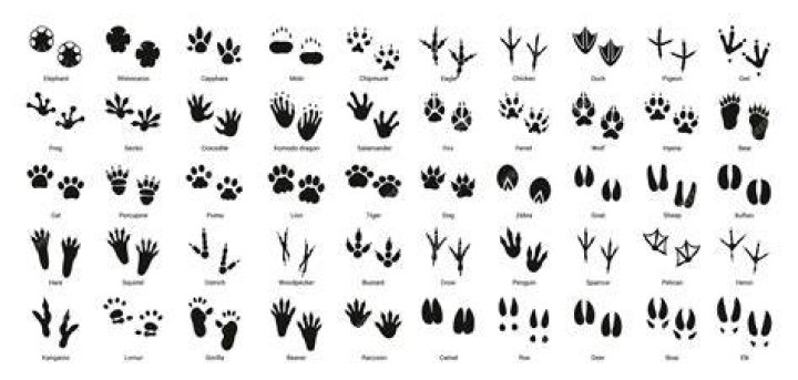 What do chipmunk footprints look like?