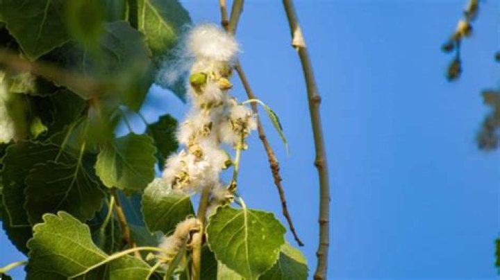 What does a cottonwood tree seed look like?