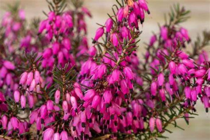 What does Heather smell like?