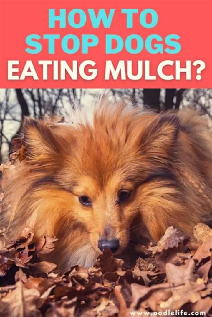 What happens if a dog eats mulch?