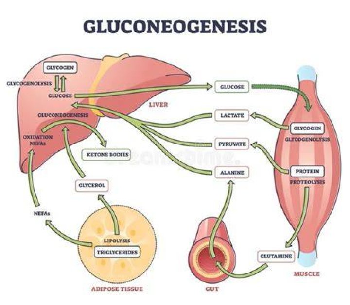 What hormone stimulates gluconeogenesis choose 2?
