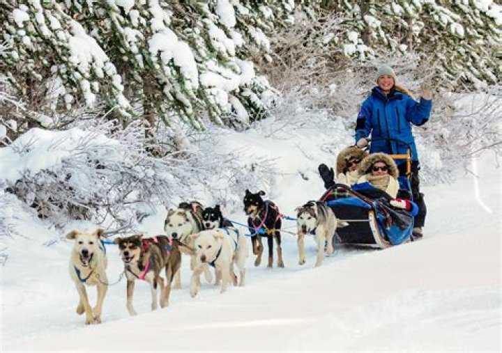 What is a dog sled called?