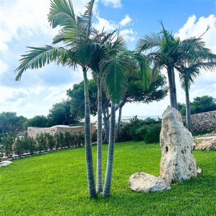 What is a king palm made of?