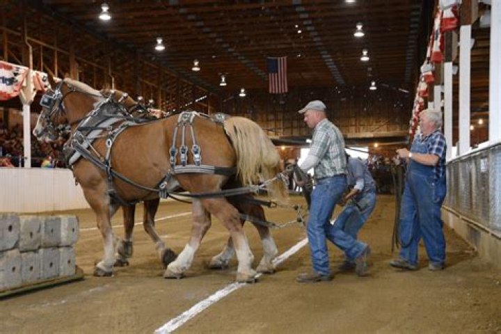 What is Draft livestock?