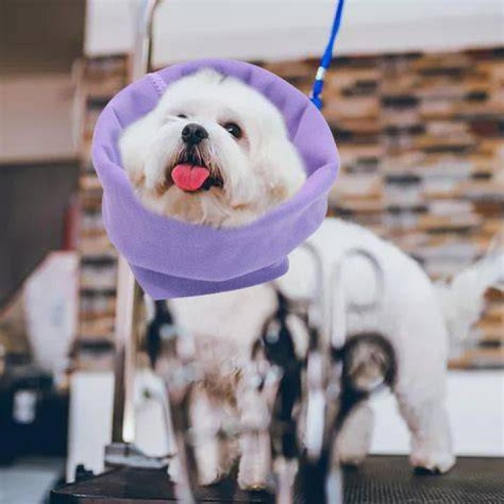 What is PET snood?