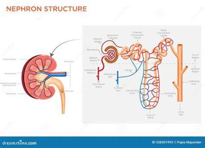What is the basic functional unit of the kidney?