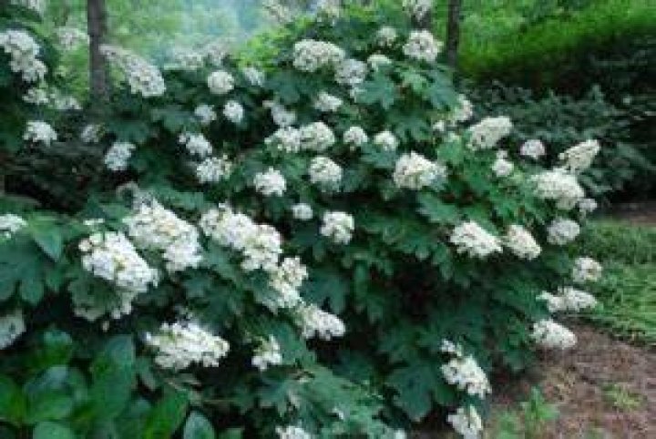What is the best fertilizer for oakleaf hydrangeas?