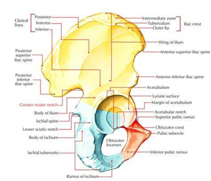 What is the greater sciatic notch?