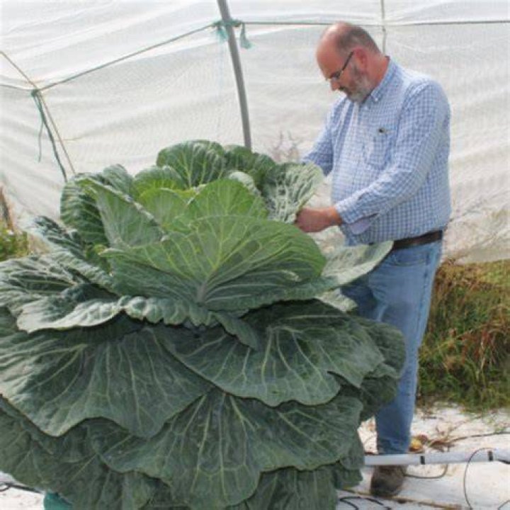 What is the largest cabbage?