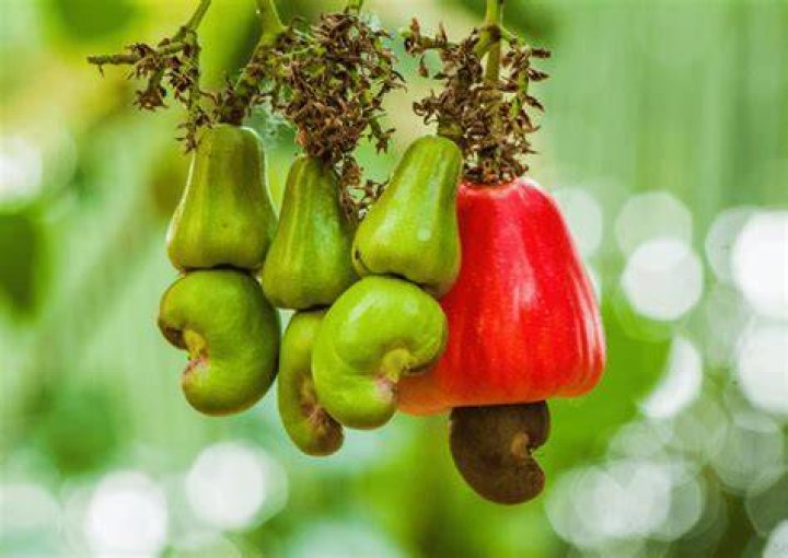 What is unique about the Maranon fruit?