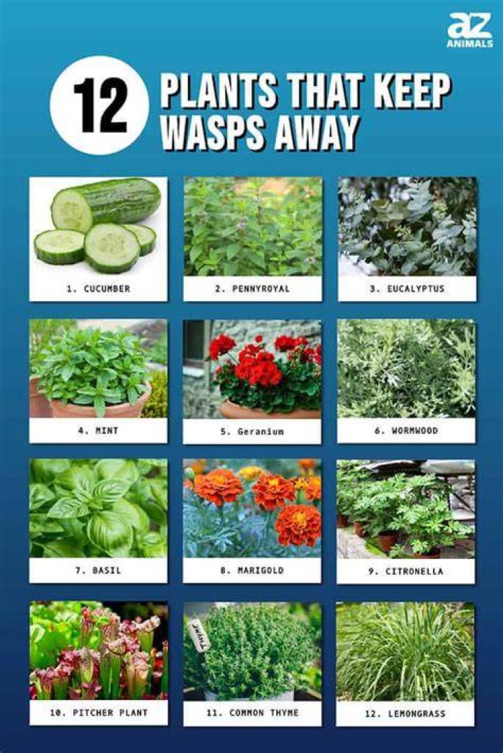 What plants repel wasps and hornets?