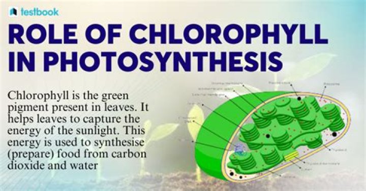 What role does chlorophyll play in plants?