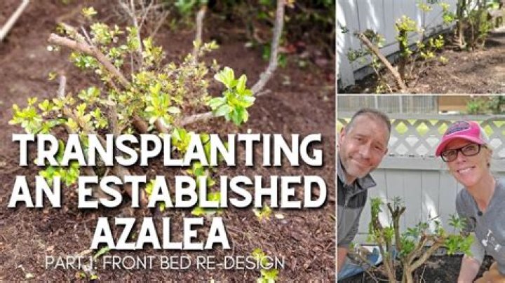 When can I transplant azaleas?