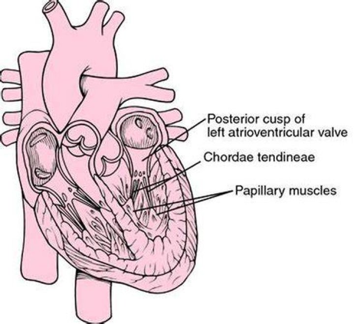 Where are the Chordae Tendineae?