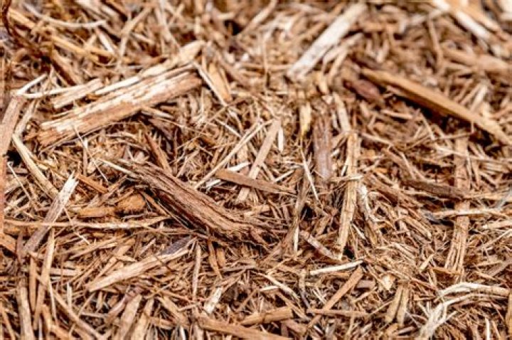 Why cypress mulch is bad?