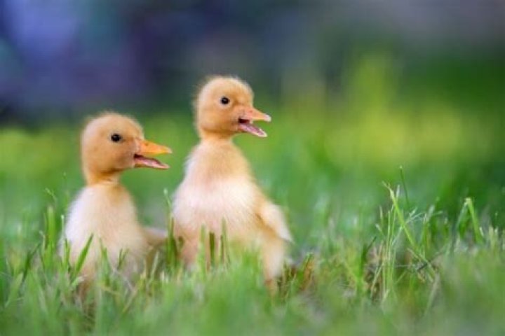 Why do ducks quack a lot?