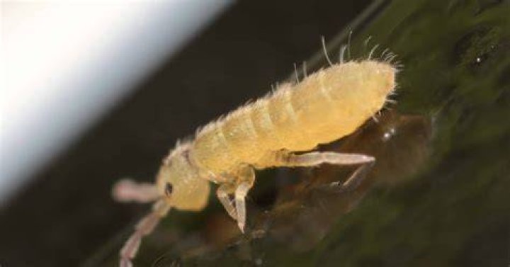 Why do springtails come out at night?