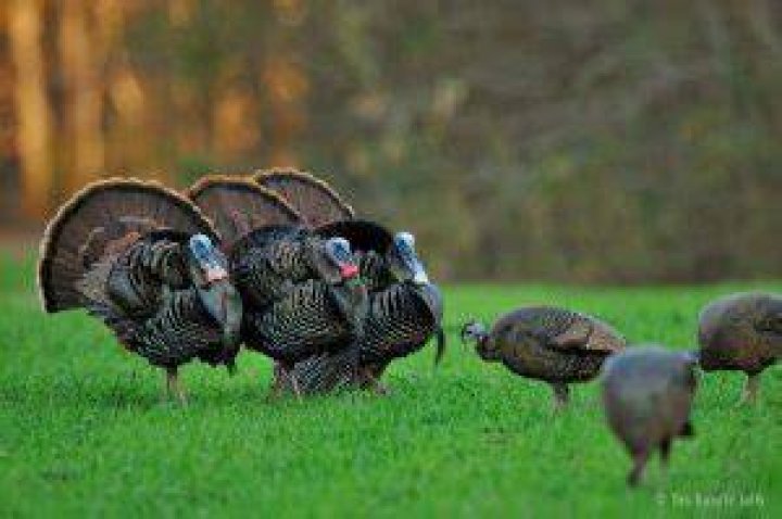 Why do turkeys fan out their feathers?