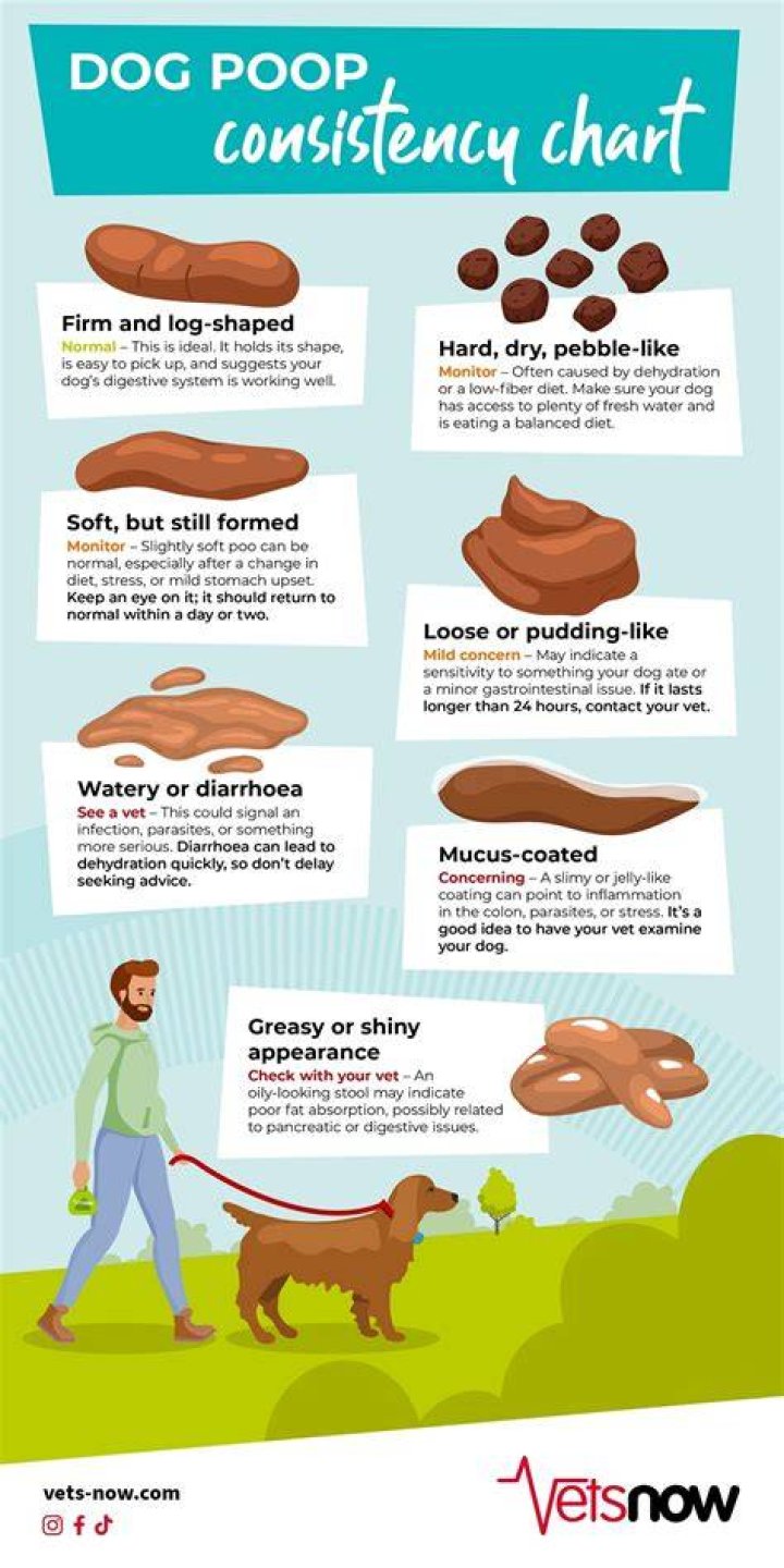 Why does my dog’s poop growing mold?