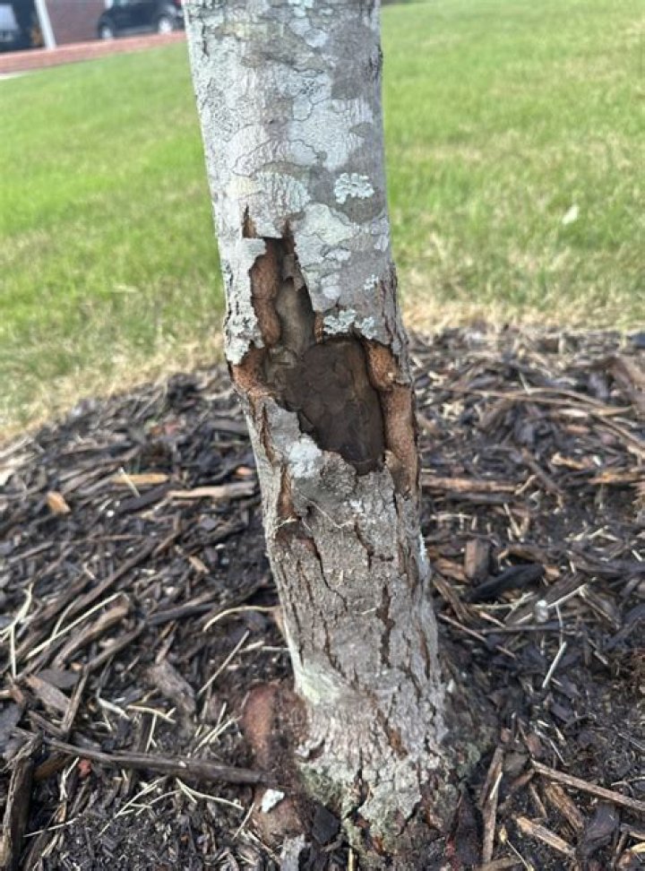 Why does my maple tree have black bark?