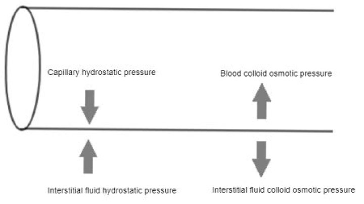 Why is hydrostatic pressure low in the interstitial fluid?