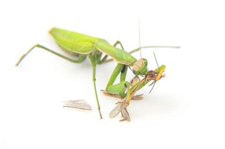 Will a praying mantis eat a grasshopper?